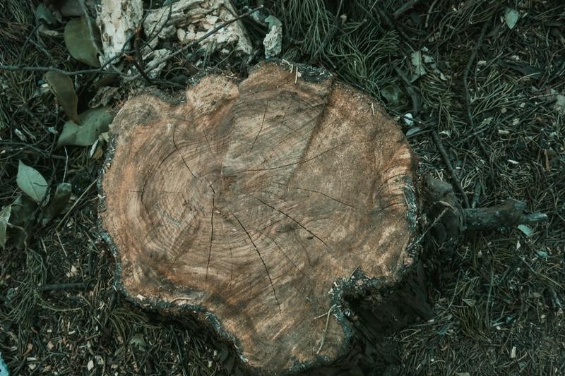 切り株のある地面